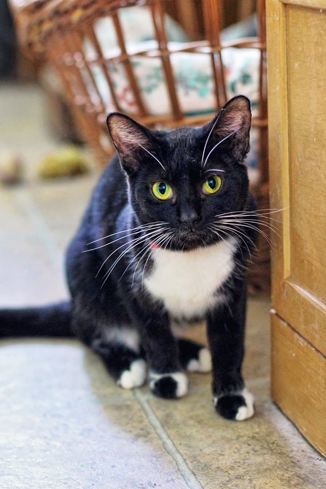 Claire Sponsored by Shirley B. and Anon, an adoptable Tuxedo in Markham, ON, L3R 9A8 | Photo Image 1
