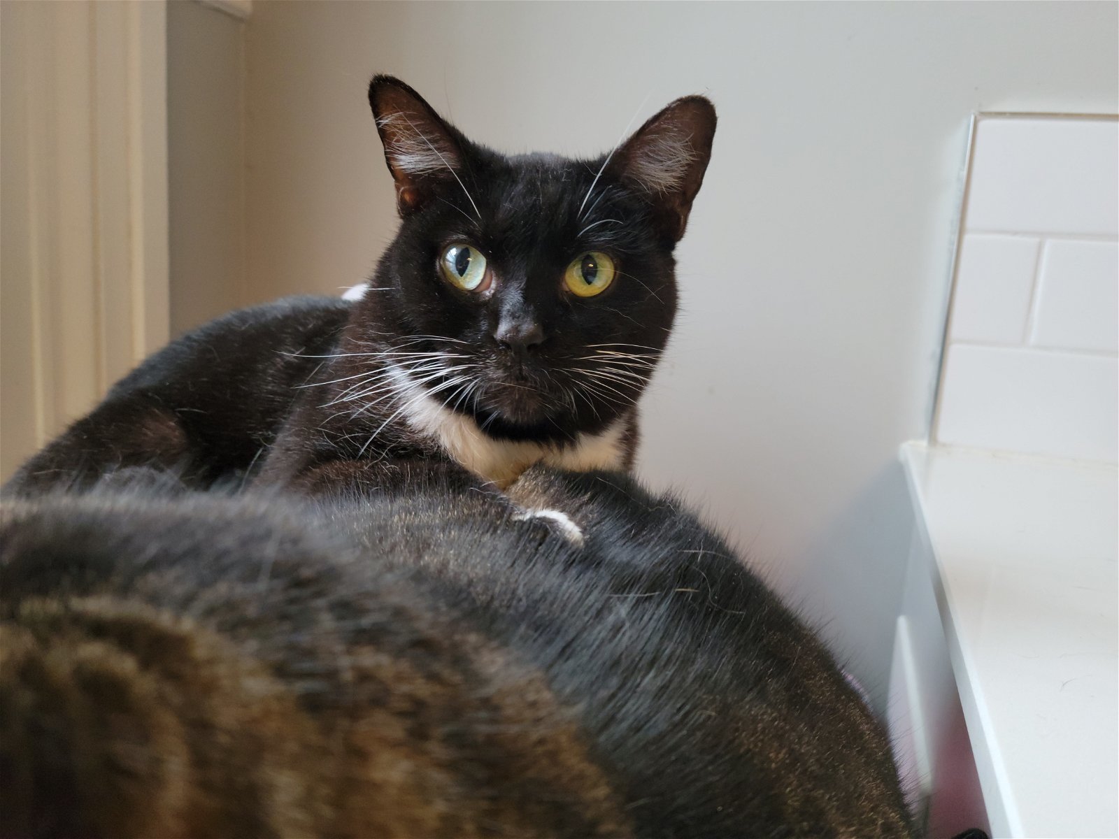 Claire Sponsored by Shirley B. and Anon, an adoptable Tuxedo in Markham, ON, L3R 9A8 | Photo Image 3