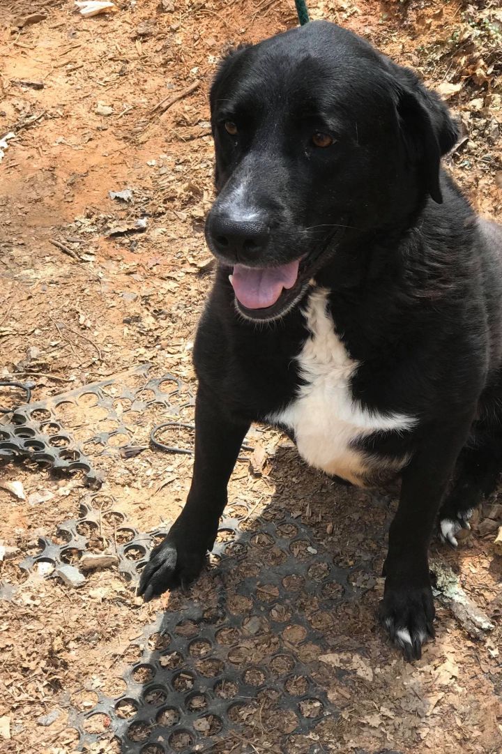 Dog For Adoption Jacob A Labrador Retriever Australian Shepherd Mix In Blue Ridge Ga Petfinder