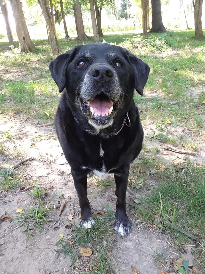 Dog For Adoption Orsen A Labrador Retriever Beagle Mix In Liberty In Petfinder