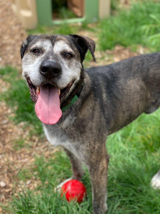 skræmmende ting Retaliate Dog for adoption - Checkers, a Great Dane & Irish Wolfhound Mix in lynnwood  , WA | Petfinder