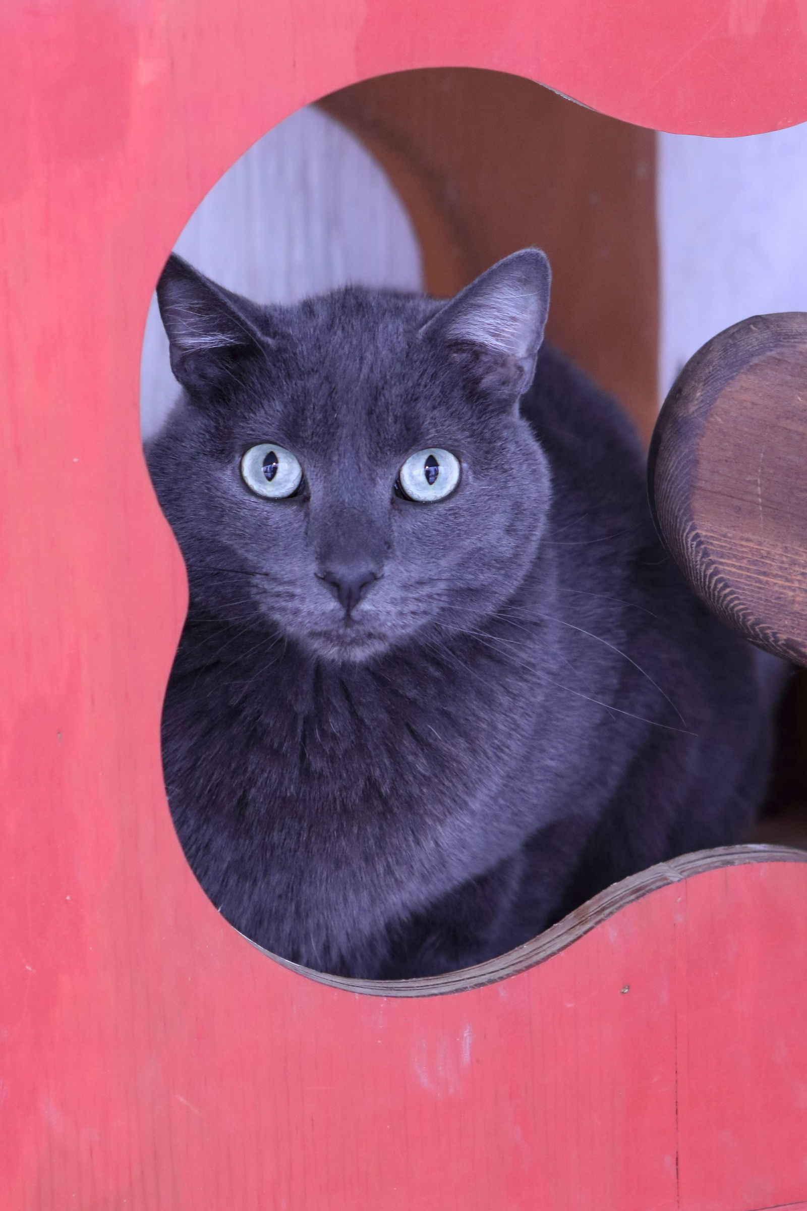 OLI, an adoptable Domestic Short Hair in Austin, MN, 55912 | Photo Image 1