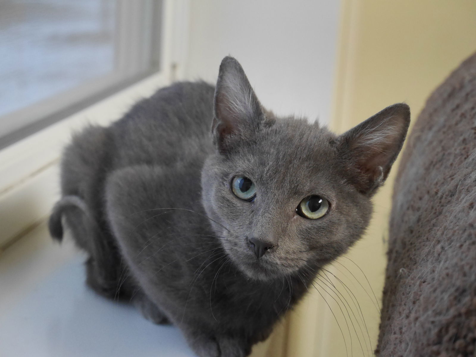 OLI, an adoptable Domestic Short Hair in Austin, MN, 55912 | Photo Image 2