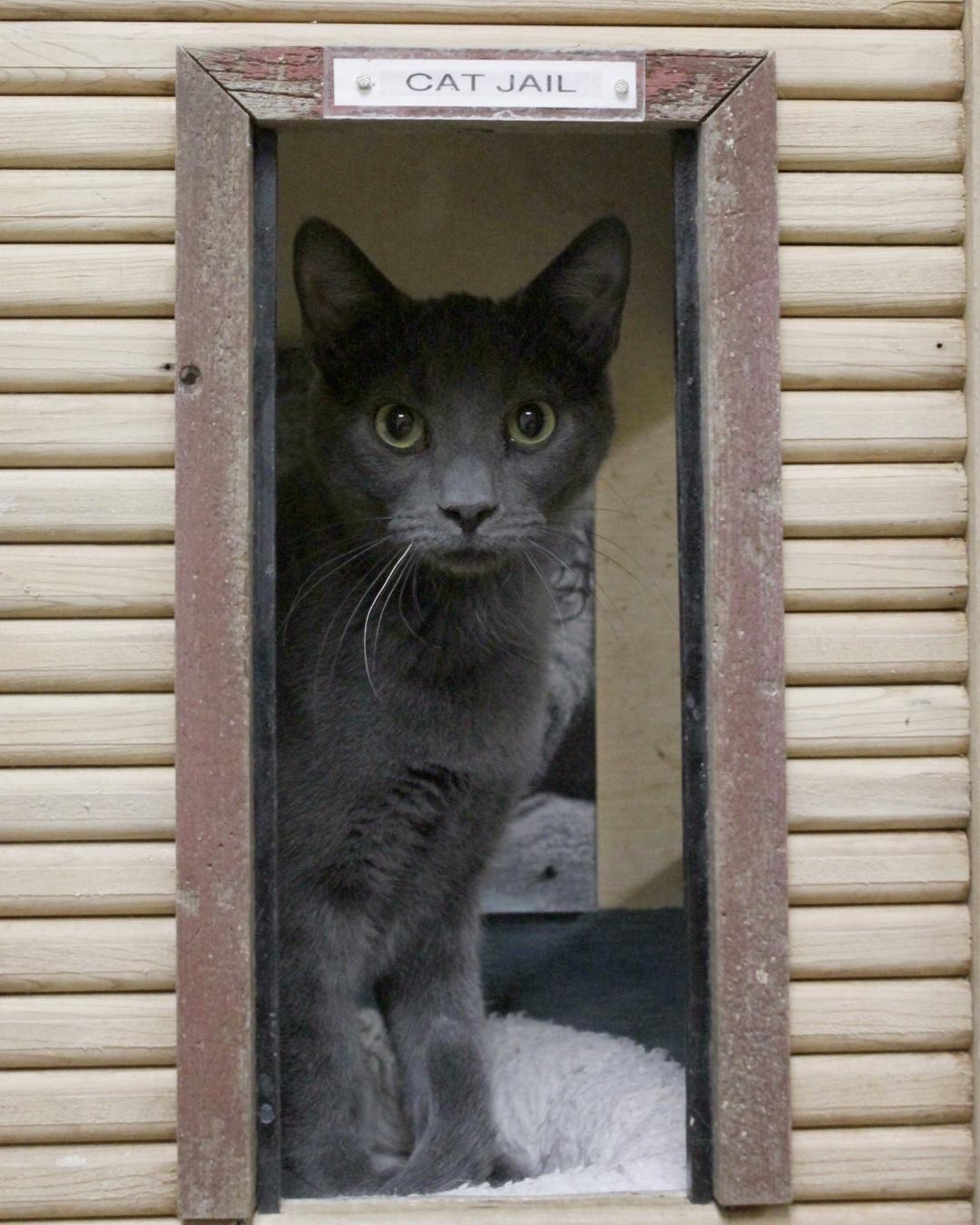 OLI, an adoptable Domestic Short Hair in Austin, MN, 55912 | Photo Image 3