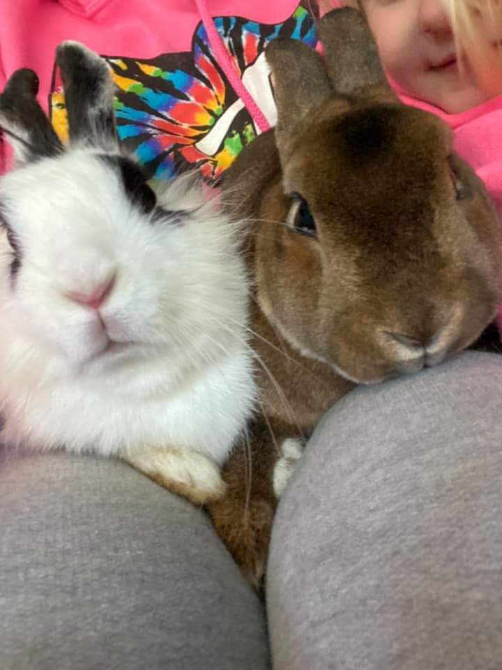 Rabbit For Adoption Rabbits In Nj Pa A Bunny Rabbit In Browns Mills Nj Petfinder