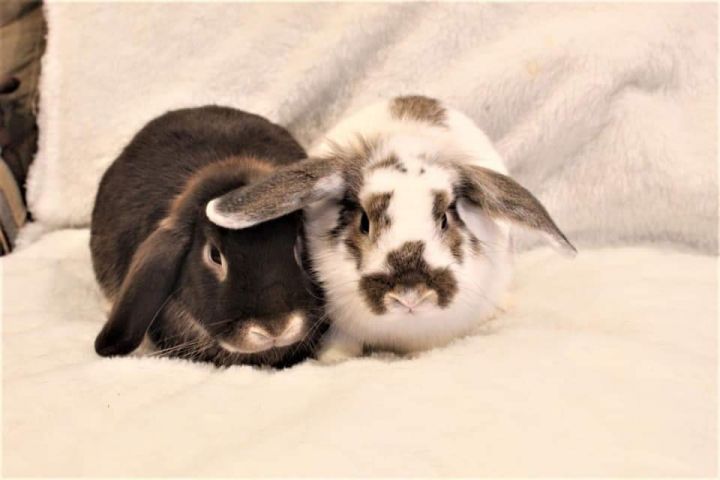 Rabbit For Adoption Rabbits In Nj Pa A Bunny Rabbit In Browns Mills Nj Petfinder