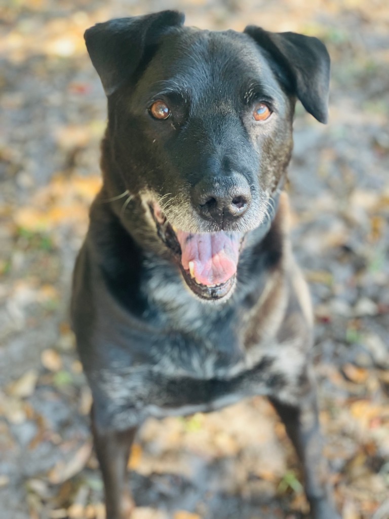 Clyde, an adoptable Labrador Retriever in St. Augustine, FL, 32084 | Photo Image 1