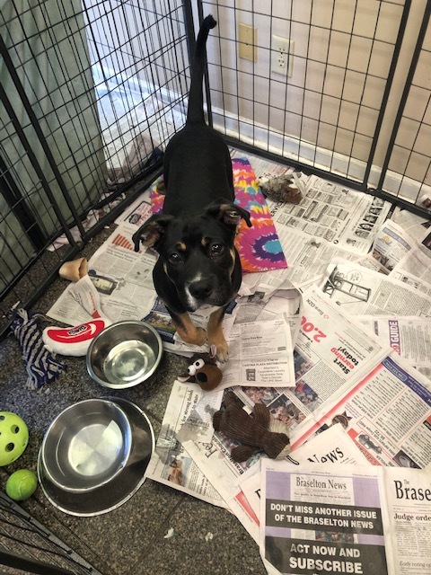 Levi, an adoptable Doberman Pinscher, German Shepherd Dog in Gainesville, GA, 30501 | Photo Image 1