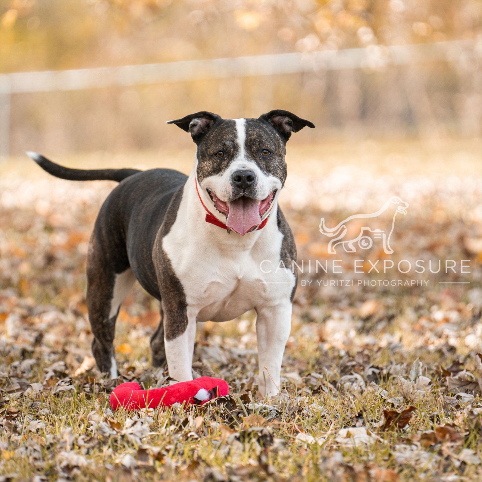 Doula, an adoptable American Bulldog in Crete, IL, 60417 | Photo Image 3