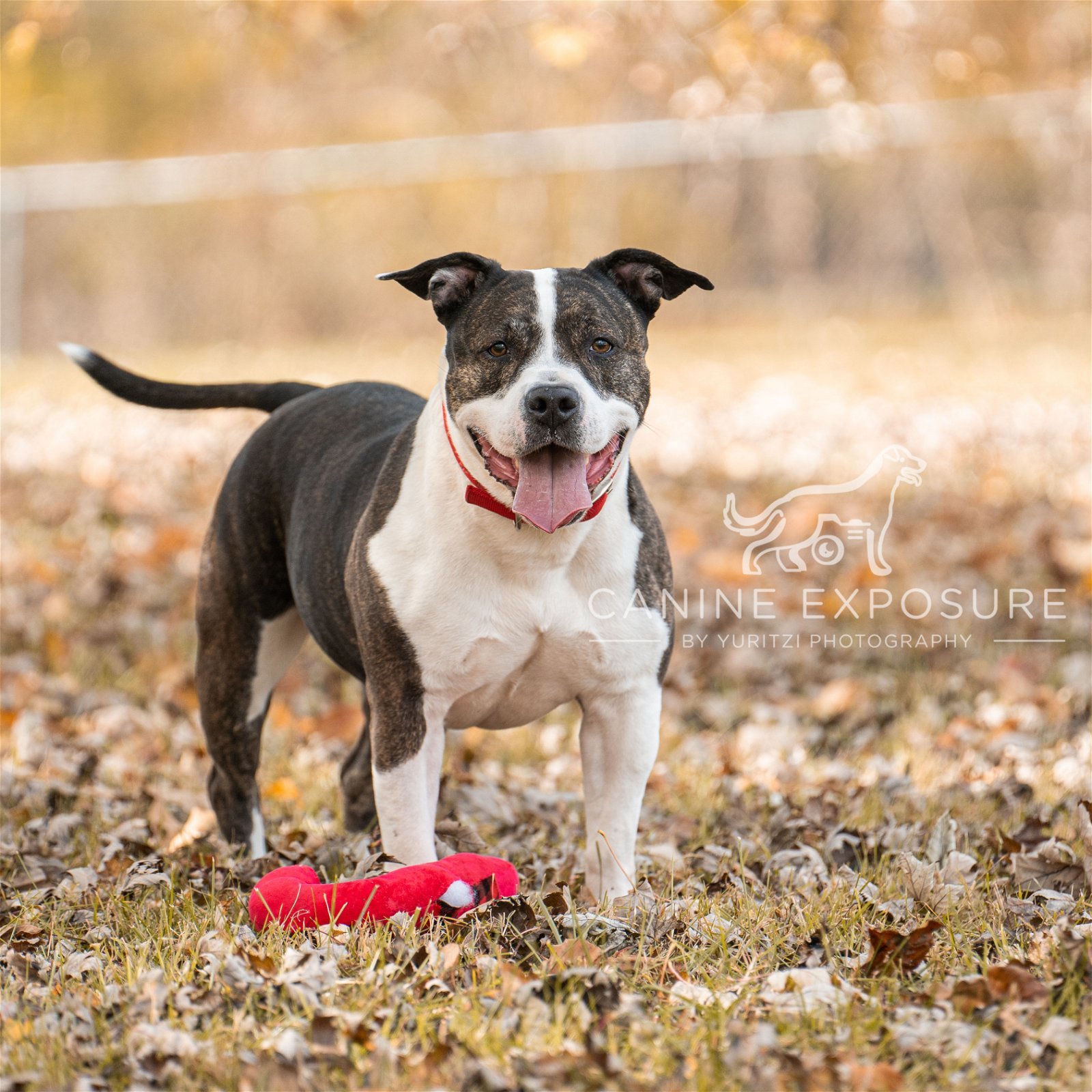 Doula, an adoptable American Staffordshire Terrier in Crete, IL, 60417 | Photo Image 3
