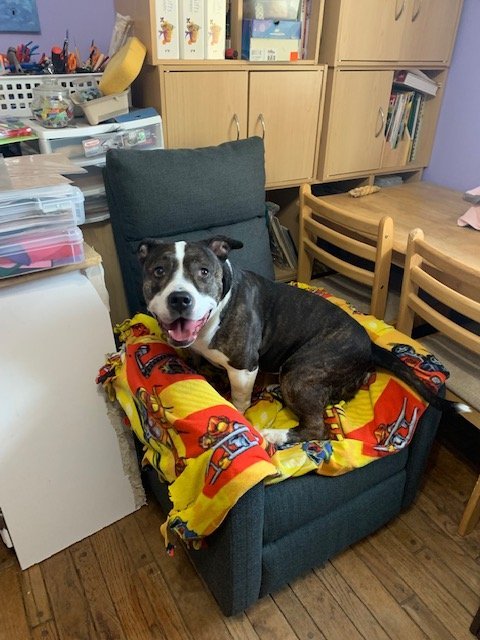 Doula, an adoptable American Bulldog in Crete, IL, 60417 | Photo Image 1