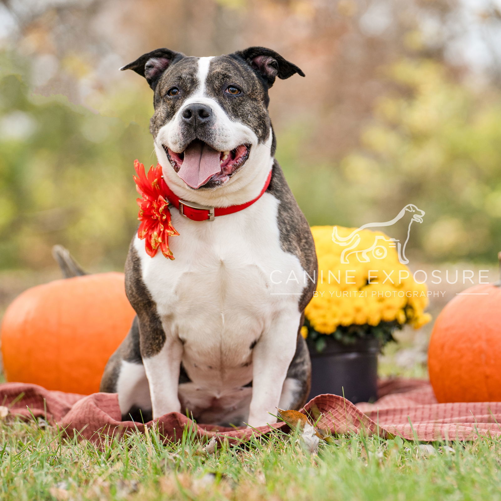 Doula, an adoptable American Staffordshire Terrier in Crete, IL, 60417 | Photo Image 1