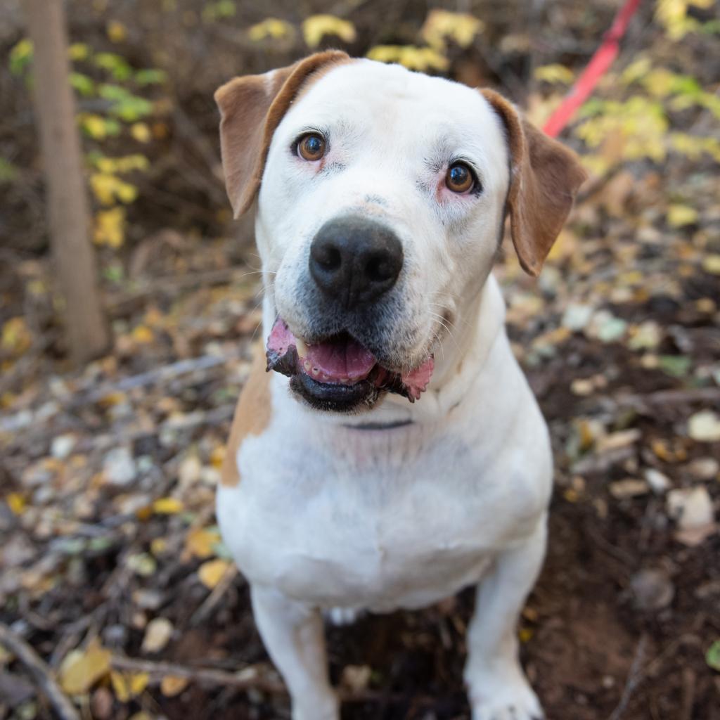 Chico, an adoptable Pit Bull Terrier in Kanab, UT, 84741 | Photo Image 1