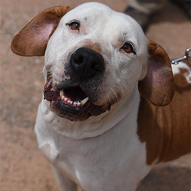 Chico, an adoptable Pit Bull Terrier in Kanab, UT, 84741 | Photo Image 2
