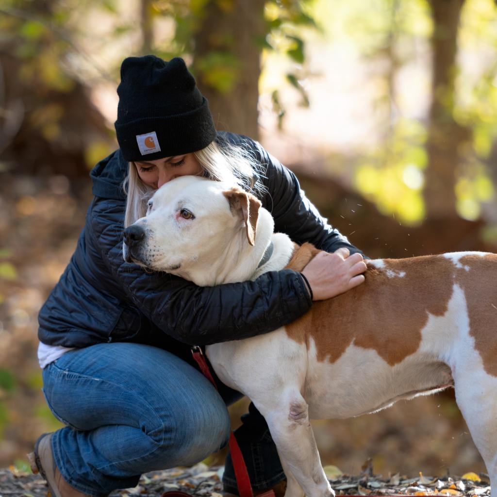 Chico, an adoptable Pit Bull Terrier in Kanab, UT, 84741 | Photo Image 2