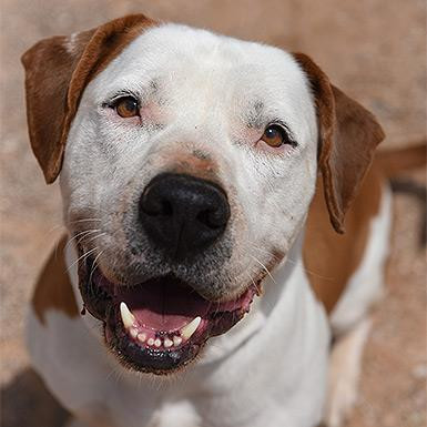 Chico, an adoptable Pit Bull Terrier in Kanab, UT, 84741 | Photo Image 3