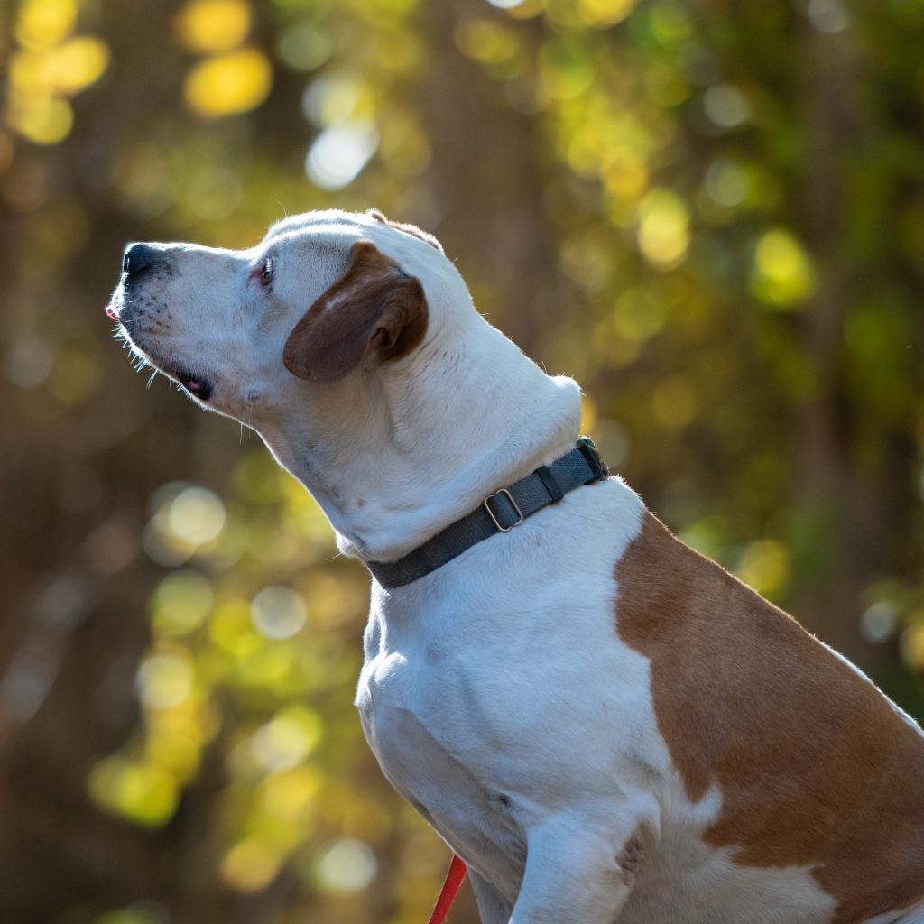 Chico, an adoptable Pit Bull Terrier in Kanab, UT, 84741 | Photo Image 3