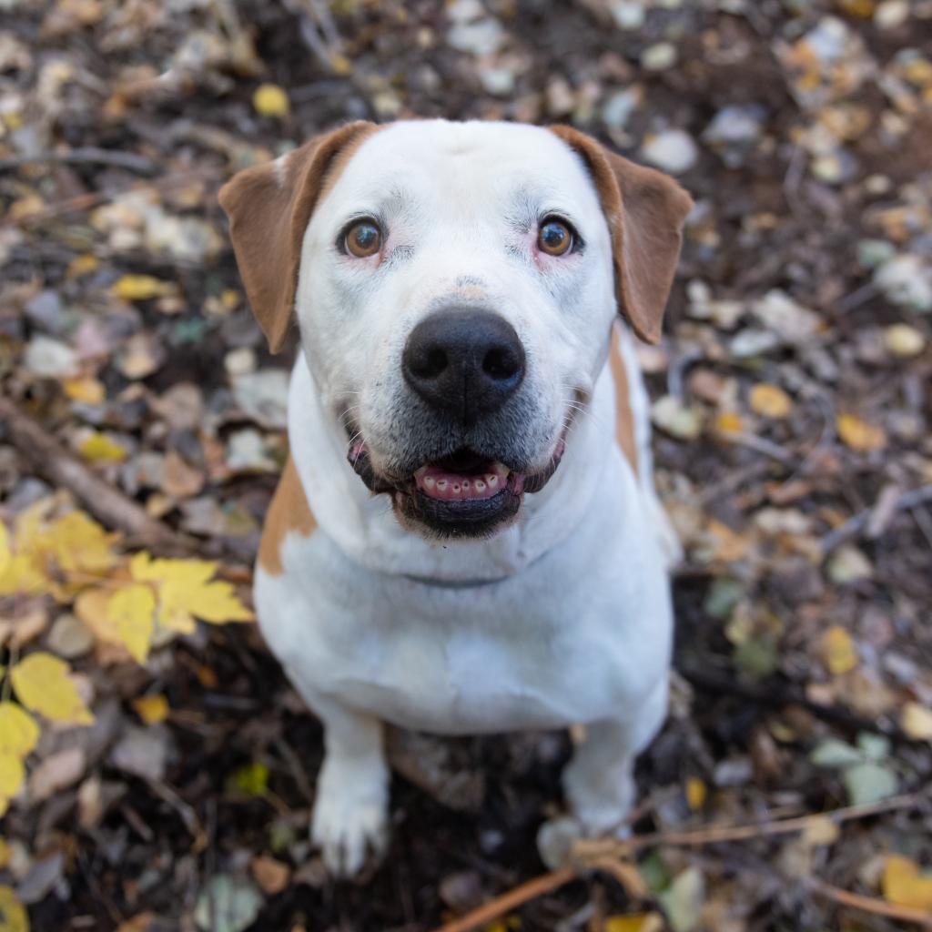 Chico, an adoptable Pit Bull Terrier in Kanab, UT, 84741 | Photo Image 4