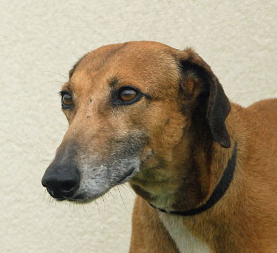Mila, an adoptable Greyhound, Saluki in Dallas, TX, 75370 | Photo Image 1
