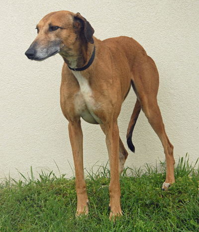Dog for adoption - Mila, a Greyhound & Saluki Mix in Dallas, TX | Petfinder