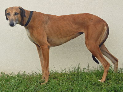 Mila, an adoptable Greyhound, Saluki in Dallas, TX, 75370 | Photo Image 3