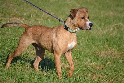 Mister, an adoptable Boxer in Batavia, OH, 45103 | Photo Image 1