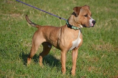 Mister, an adoptable Boxer in Batavia, OH, 45103 | Photo Image 2