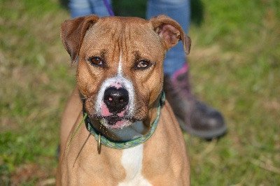 Mister, an adoptable Boxer in Batavia, OH, 45103 | Photo Image 3