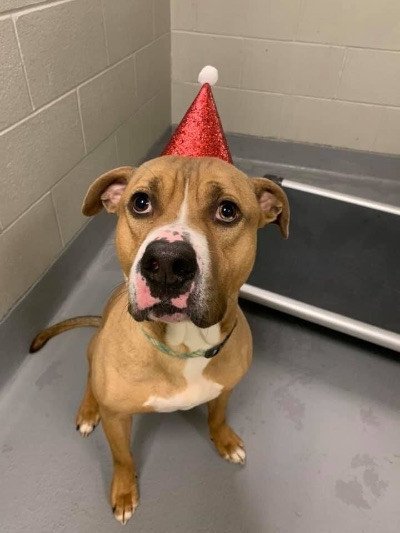 Mister, an adoptable Boxer in Batavia, OH, 45103 | Photo Image 4