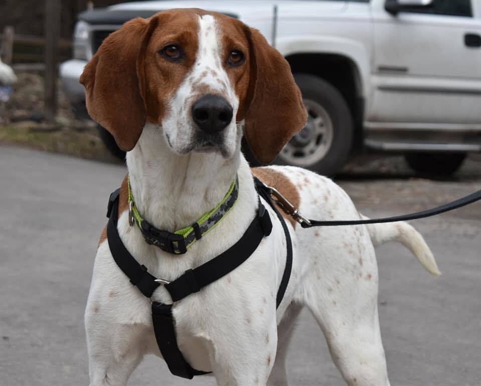 PETE, an adoptable Coonhound in Dallas, PA, 18612 | Photo Image 1