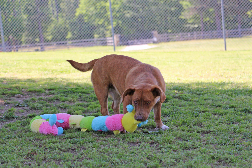 Orella, an adoptable Labrador Retriever, Basset Hound in Savannah, TN, 38372 | Photo Image 2