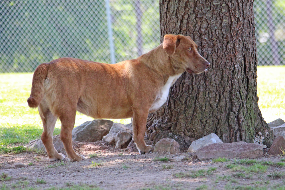 Orella, an adoptable Labrador Retriever, Basset Hound in Savannah, TN, 38372 | Photo Image 3