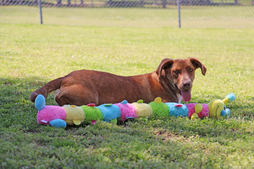 Orella, an adoptable Labrador Retriever, Basset Hound in Savannah, TN, 38372 | Photo Image 1