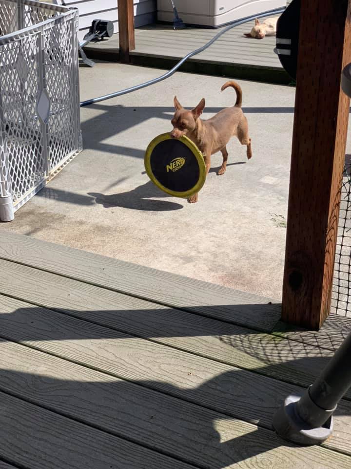 Dog For Adoption Reeses A Miniature Pinscher Chiweenie Mix In Lacey Wa Petfinder