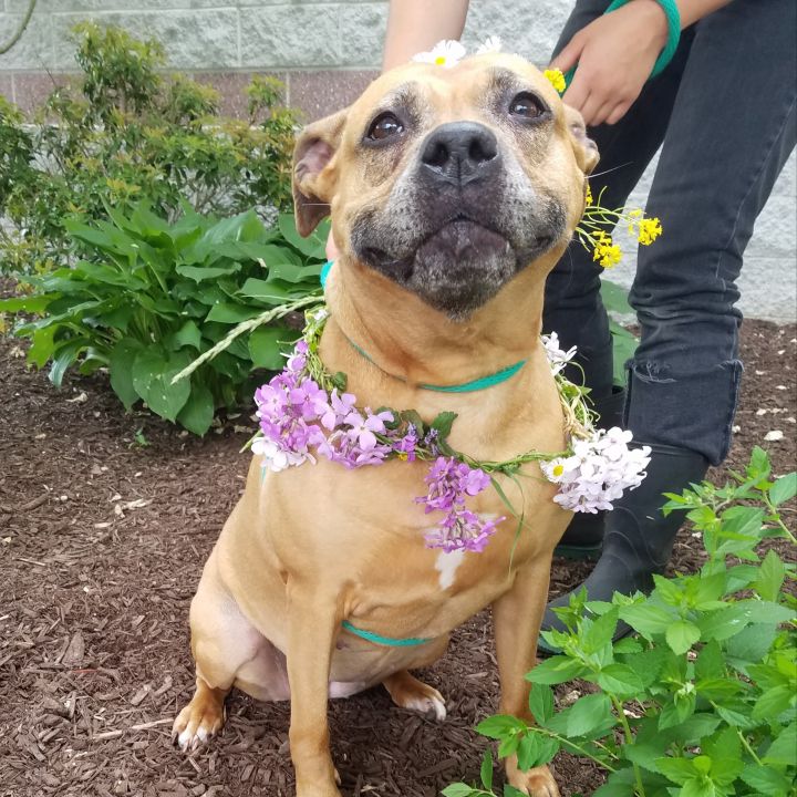 Dog for adoption - Lady, a Black Mouth Cur in Lafayette ...