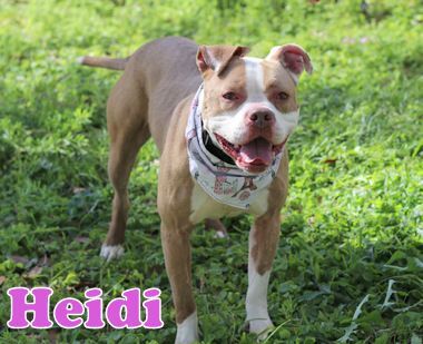 HEIDI, an adoptable Boxer, American Staffordshire Terrier in Humble, TX, 77396 | Photo Image 2