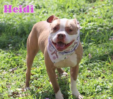 HEIDI, an adoptable Boxer, American Staffordshire Terrier in Humble, TX, 77396 | Photo Image 3