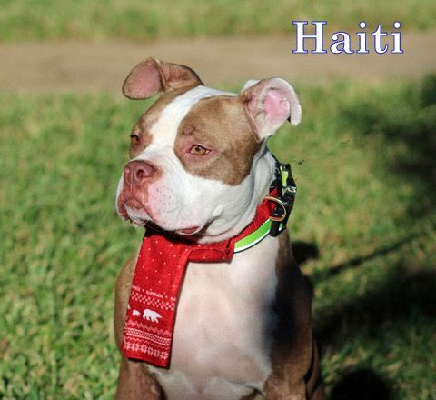 HEIDI, an adoptable Boxer, American Staffordshire Terrier in Humble, TX, 77396 | Photo Image 4