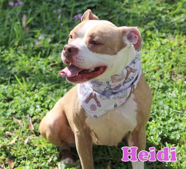 HEIDI, an adoptable Boxer, American Staffordshire Terrier in Humble, TX, 77396 | Photo Image 5