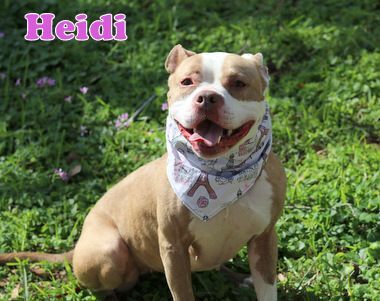 HEIDI, an adoptable Boxer, American Staffordshire Terrier in Humble, TX, 77396 | Photo Image 1