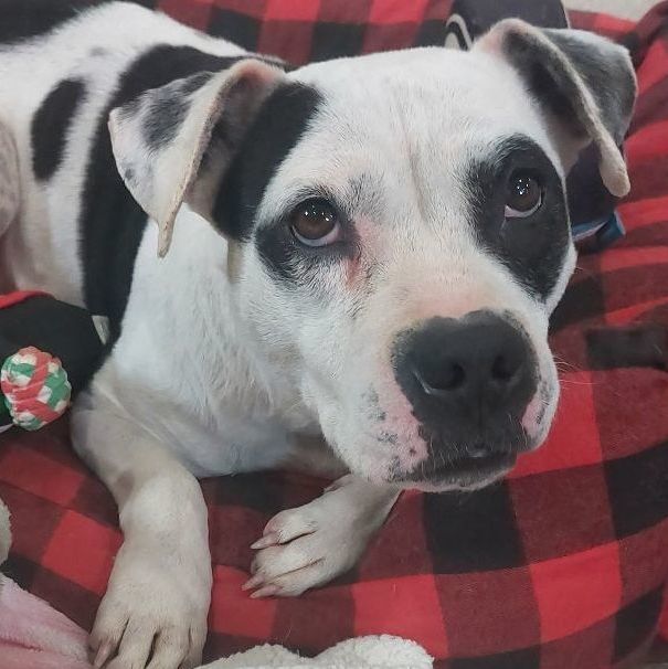 Dixie Chick, an adoptable Mixed Breed, Pit Bull Terrier in Rossville, TN, 38066 | Photo Image 3