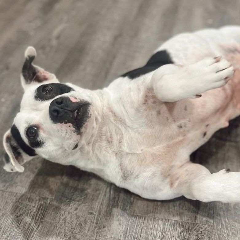 Dixie Chick, an adoptable Mixed Breed, Pit Bull Terrier in Rossville, TN, 38066 | Photo Image 4