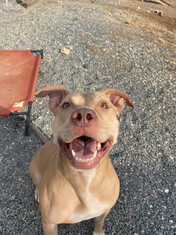 Tina, an adoptable American Staffordshire Terrier in Mechanicsburg, PA, 17055 | Photo Image 2