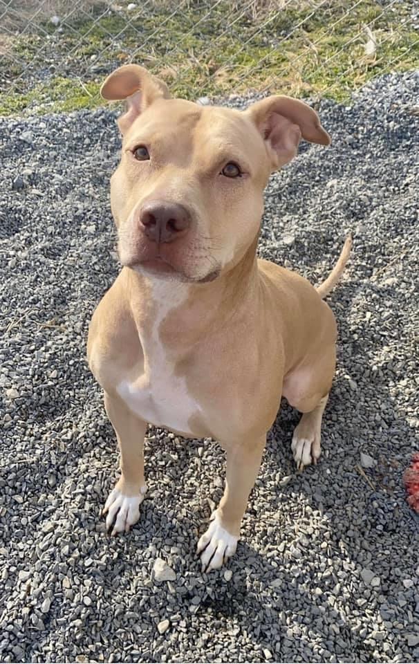 Tina, an adoptable American Staffordshire Terrier in Mechanicsburg, PA, 17055 | Photo Image 2