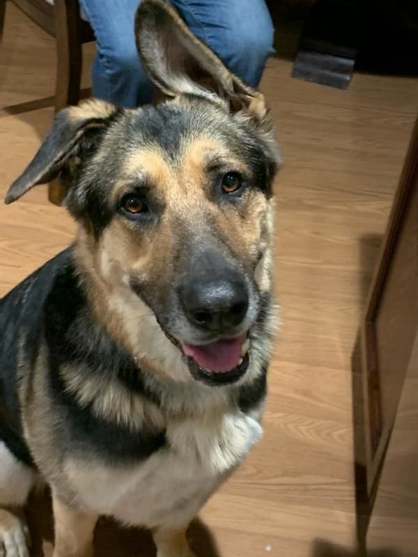 Bear, an adoptable German Shepherd Dog in Jefferson , LA, 70121 | Photo Image 1