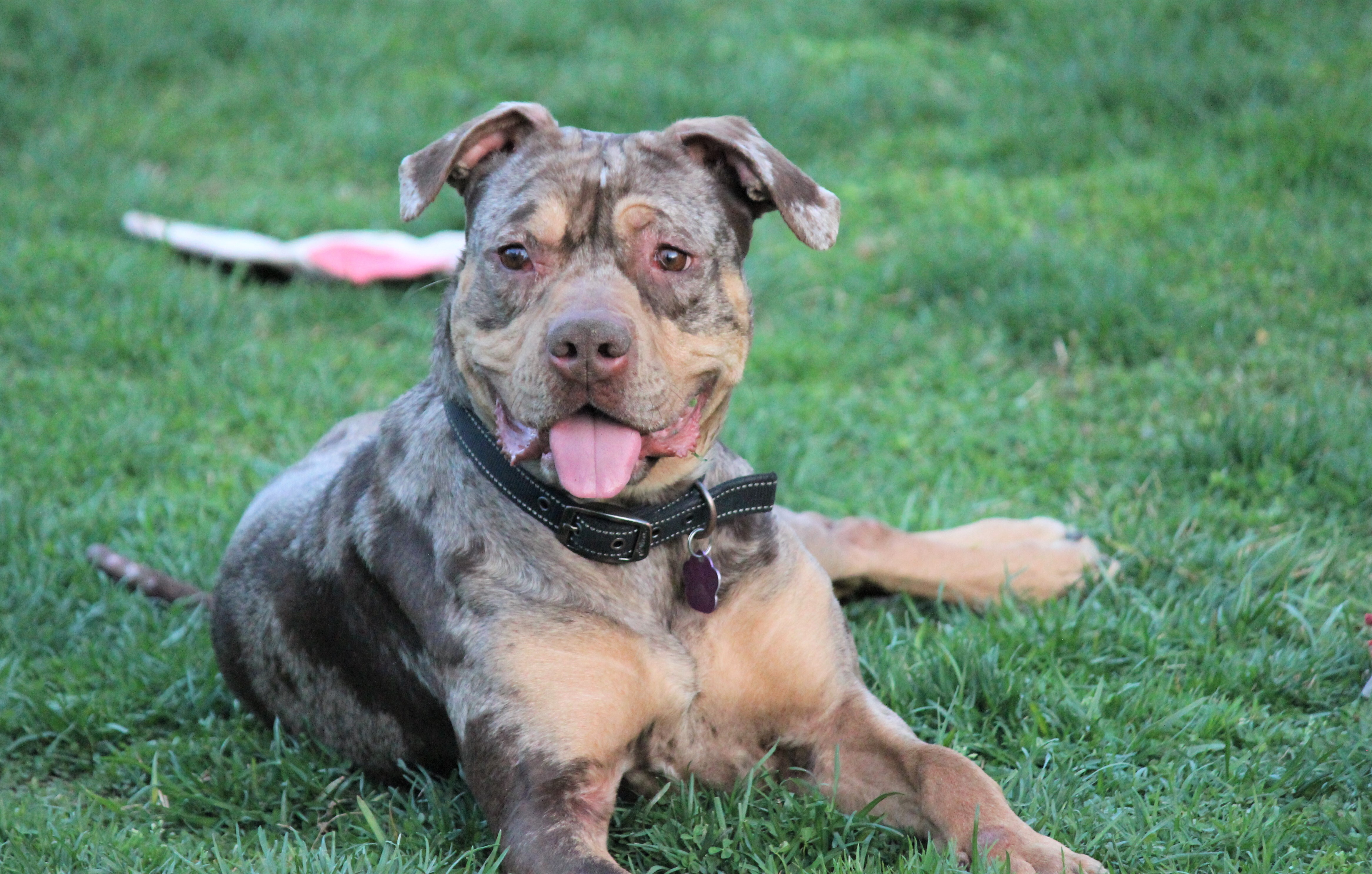 Dog for adoption - Ella, a Pit Bull Terrier & Catahoula ...