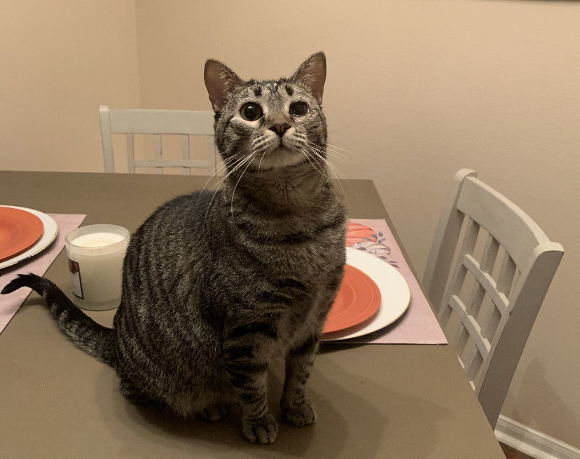 Romi, an adoptable Domestic Short Hair in Cypress, TX, 77433 | Photo Image 1