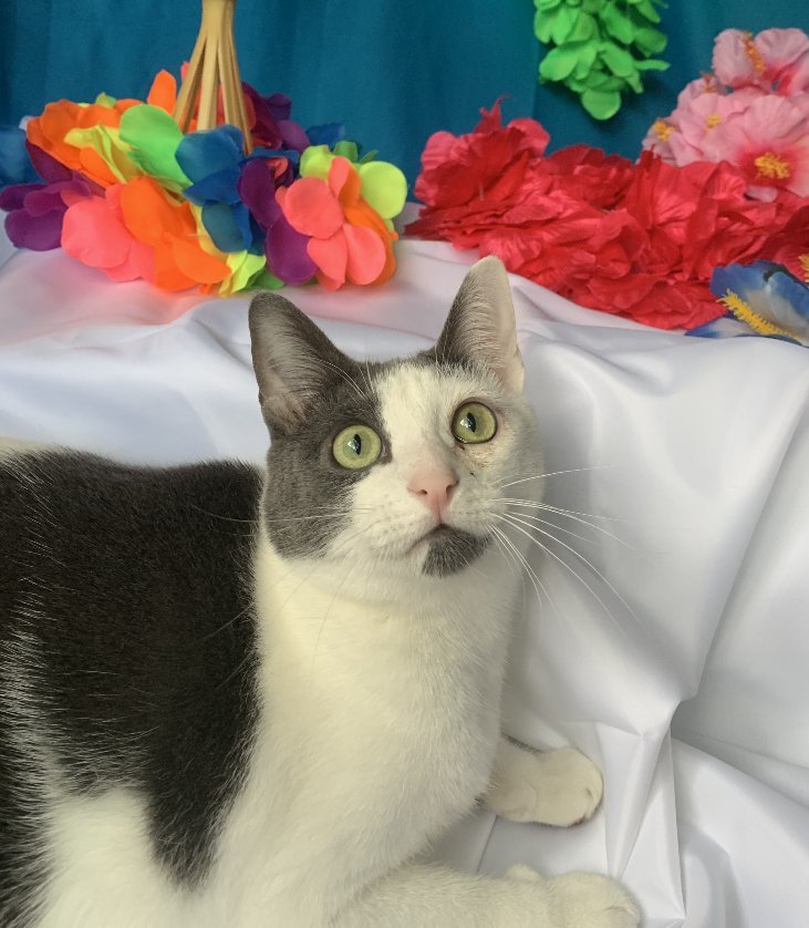 Gracie, an adoptable Domestic Short Hair in Cypress, TX, 77433 | Photo Image 1