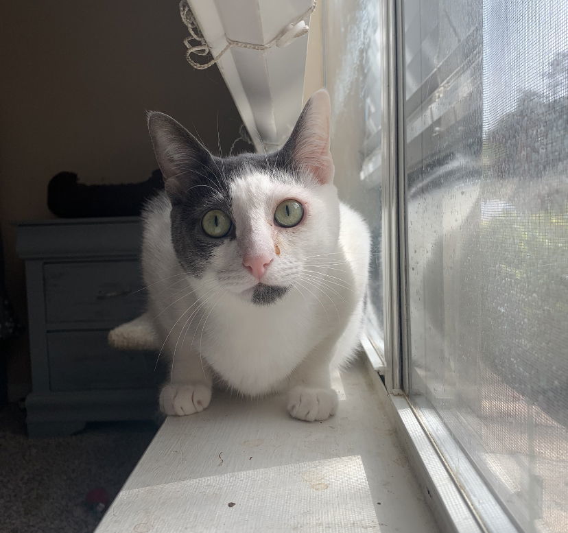 Gracie, an adoptable Domestic Short Hair in Cypress, TX, 77433 | Photo Image 3