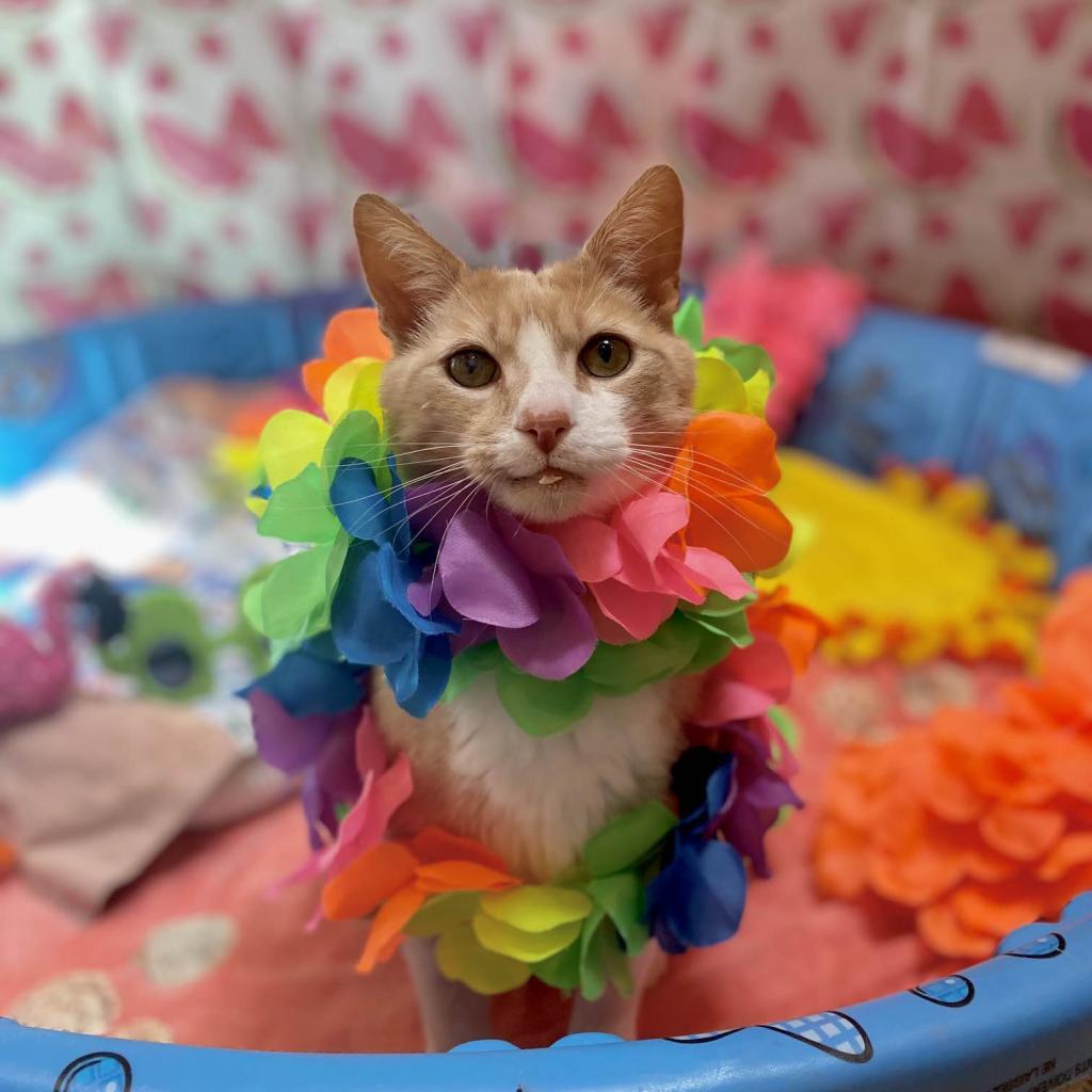 Pumpkin, an adoptable Domestic Short Hair in Kanab, UT, 84741 | Photo Image 1